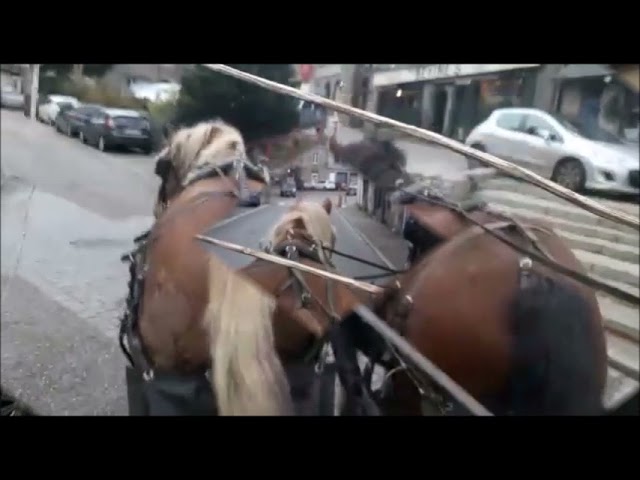 Paire de trait comtois