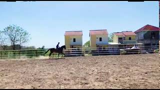 Download lagu kuda Jerman stable Joko tingkir mp3