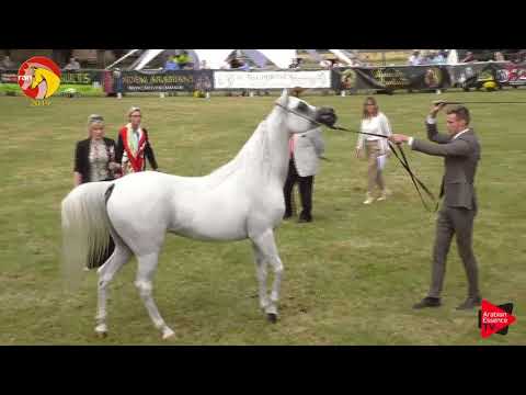 N.46 OSTURA JFD - ELRAN CUP 2019 - Mares 7 to 9 years old (Class 10)