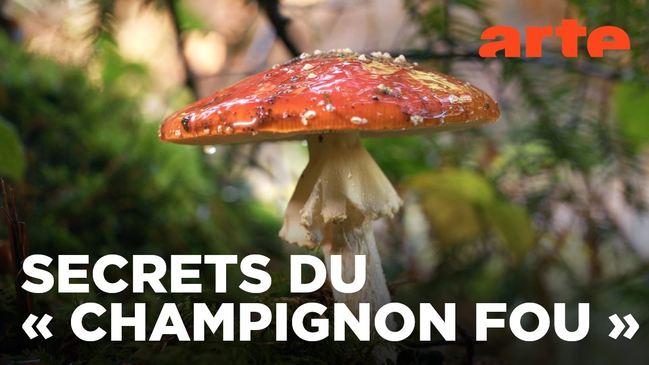 L’amanite tue-mouche | Champignon mythique ou toxique ? | ARTE