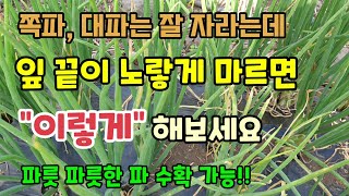 쪽파대파는 잘 자라는데 잎끝이 노랗고 마르면 "이렇게" 해보세요 파릇파릇한 파 수확 가능 파웃거름주기 쪽파대…