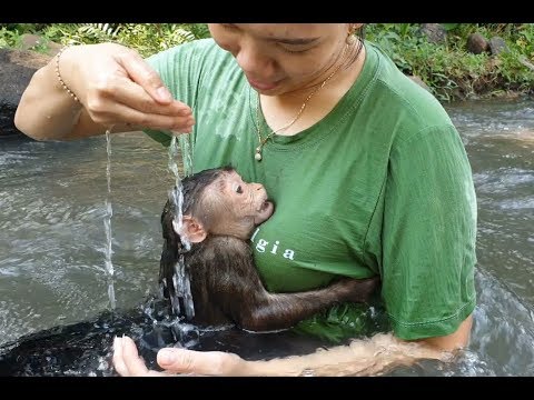 Monkey Doo Takes A Bath With Mom In a Stream