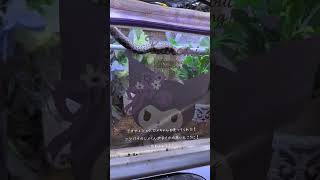 可愛いがいっぱい！#アオダイショウ#ロメ#セイブシシバナヘビ#レイ