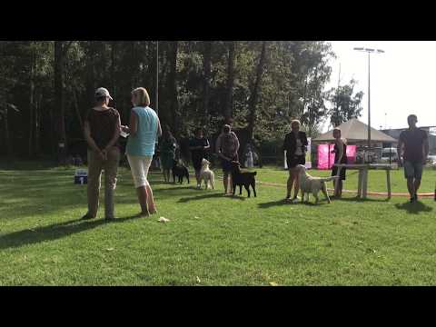 Pervaya Skripka Must Have 05/08/2018