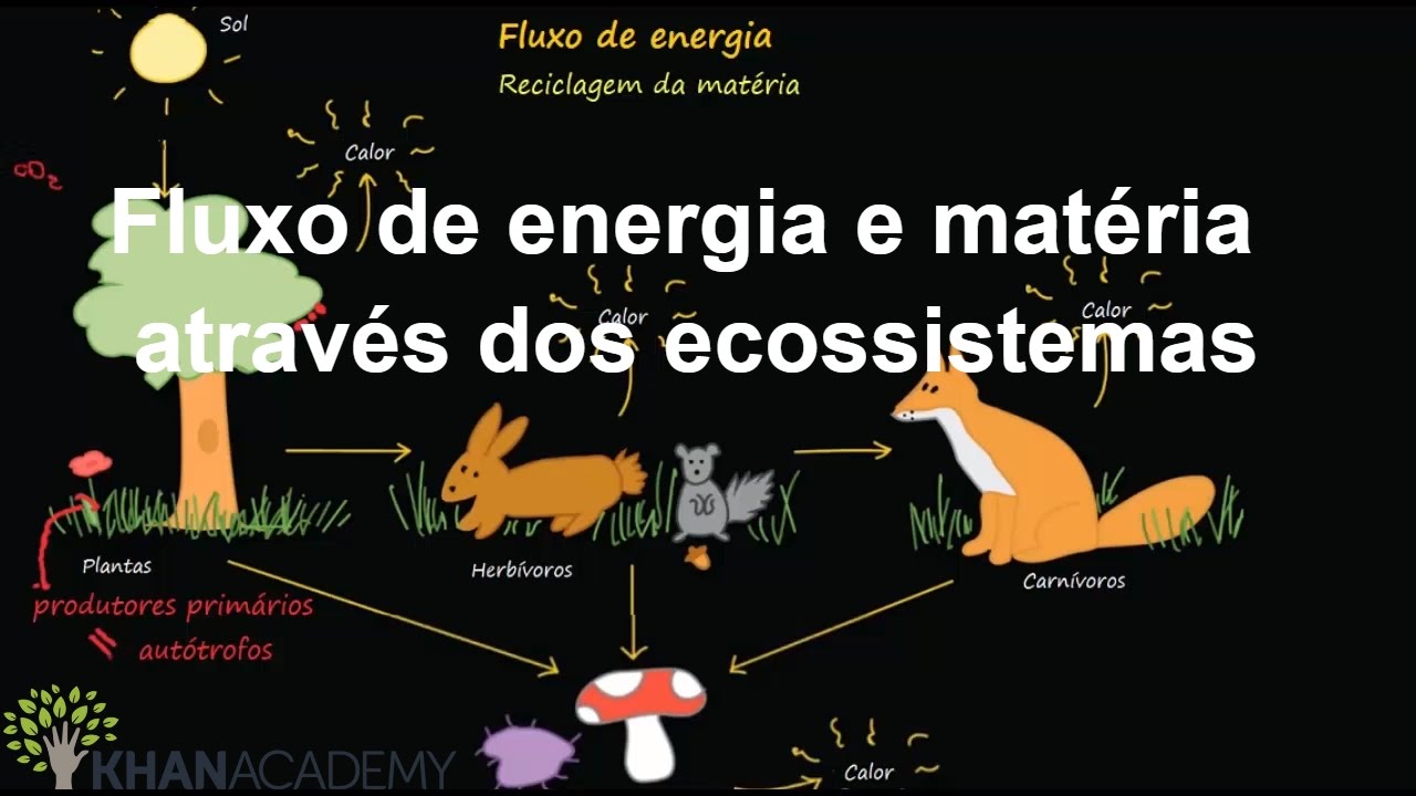 Fluxo de energia e matéria através dos ecossistemas | Ecologia | Biologia | Khan Academy