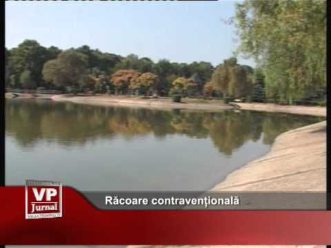 Racoare contravenționala