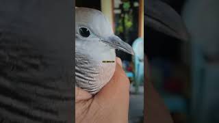 Download lagu HOT‼️perkutut katuranggan wisnu murti || simata hitam yg mengerikan #shortvideo #subscribe #perkutut mp3 Download lagu HOT‼️perkutut katuranggan wisnu murti || simata hitam yg mengerikan #shortvideo #subscribe #perkutut mp3