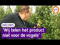 Kraaien snoepen volop van peren na jachtverbod