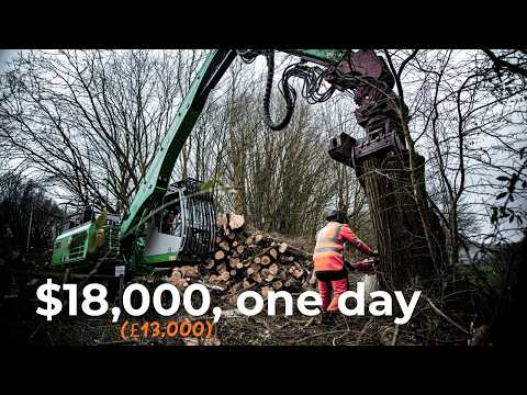 This Machine Makes Tree Removal Look Effortless