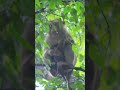 Monkeywild Monkey Wildlife Documentary