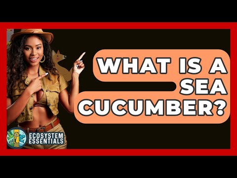 What Is A Sea Cucumber? - Ecosystem Essentials