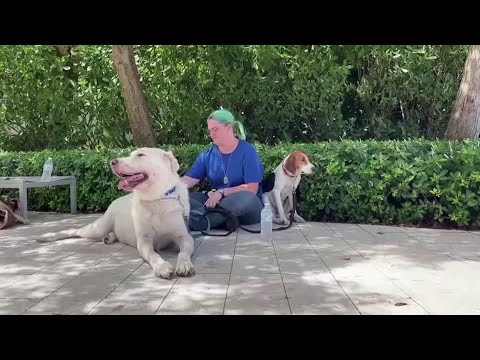 Therapy dogs comfort victims after building collapse