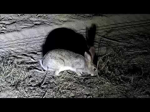 Djuma: Scrub Hare feeding near the cam tree - 01:35 - 09/02/21