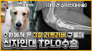 대형견에게 흔한 십자인대파열 TPLO수술을 받은 수원에서 온 리트리버 구름이 ❤