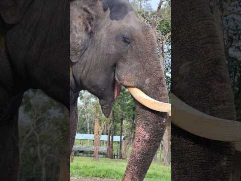 Abhimanyu Supremacy 🔥🔥🔥 #abhimanyu #vasantha #abhimanyuelephant #ytshorts #mysoredasara #dasara