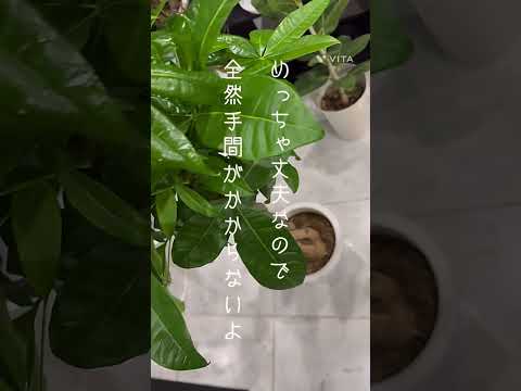 薄暗い部屋を緑化する、光のない観葉植物 4 つ  庭園