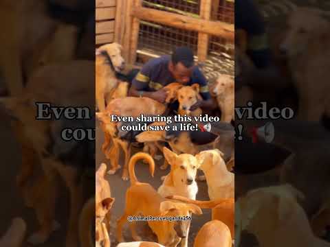 On Valentine’s Day, POV donated to Rescued Dogs & Cats! #savestrays #animalrescue #rescuedogs