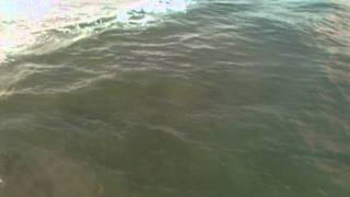preview picture of video 'Sharks in the water near Surf City Pier'
