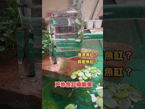 養魚的水