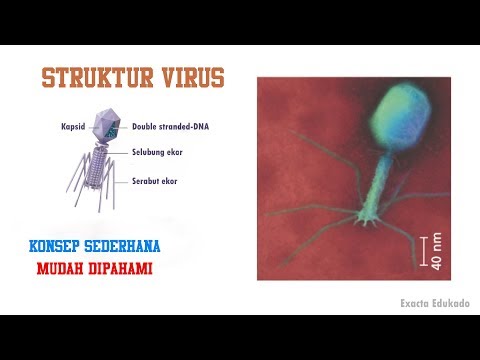 Condyloma a belekben, HPV és a Tévhitek - Dr. Csabai Zsolt PhD