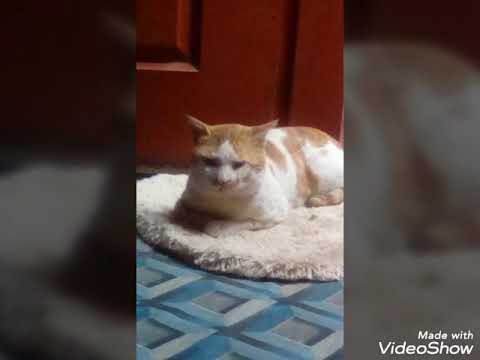 My cat Munna pass away he was seriously injured we miss him too muchhh