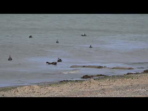 MIRADOR DE LAS AVES, RIO GRANDE, TIERRA DEL FUEGO enero 2026