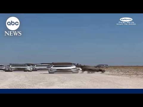 Raging rhino attacks safari car