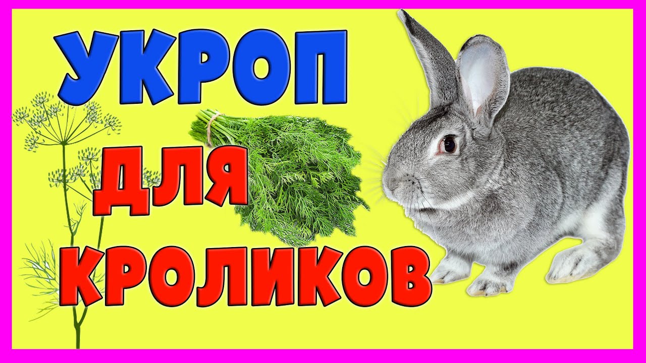 Можно ли кроликам баклажаны. Можно ли кроликам баклажаны. Вредители баклажанов в теплице. Можно ли кроликам крапиву. Можно ли кроликам давать щавель.