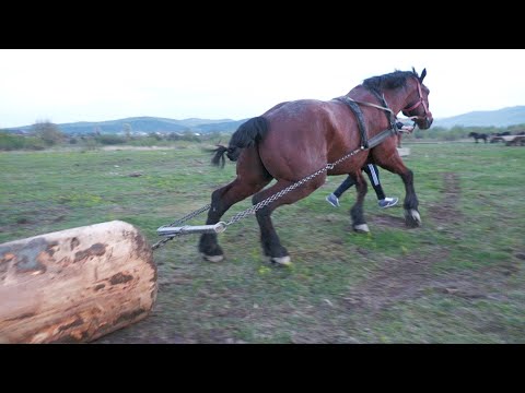 Horses pulling trials with Doru's horse from Voitinel - Suceava