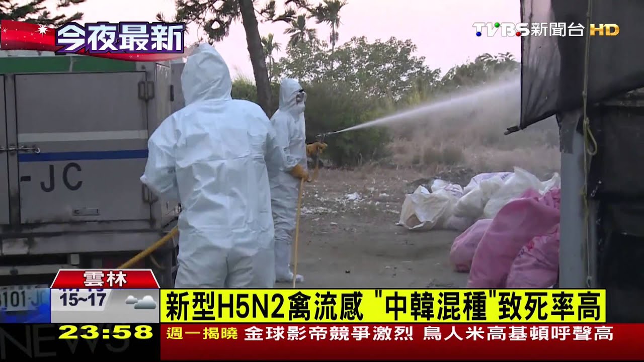新型H5N2禽流感 「中韓混種」致死率高