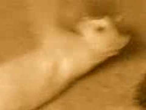 avinash n his cute tweety