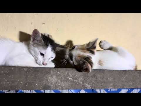 പൂച്ച പുലി പുപ്പുലി