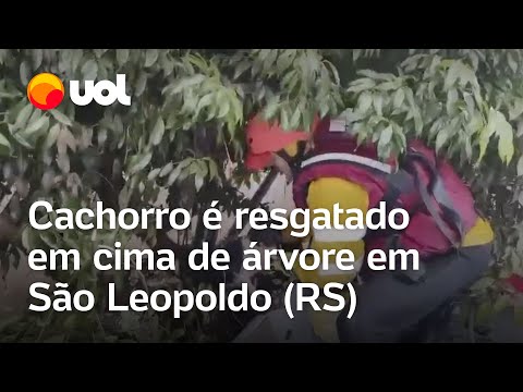 Enchentes no Rio Grande do Sul: Cachorro é resgatado em cima de árvore em São Leopoldo; veja vídeo