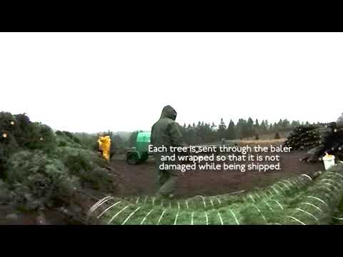 ExplOregon Agriculture - Christmas Tree Harvest