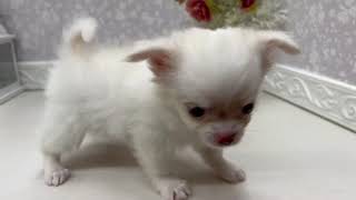 チワワ(ロング)の動画01