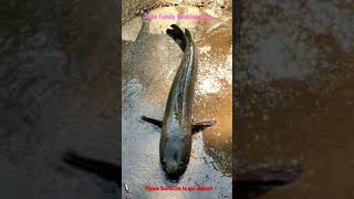 Santhali Grandmother Catches 1 Kg Big Sole Fish