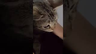 Download lagu ku timang timang anakku sayang mp3 Download lagu ku timang timang anakku sayang mp3