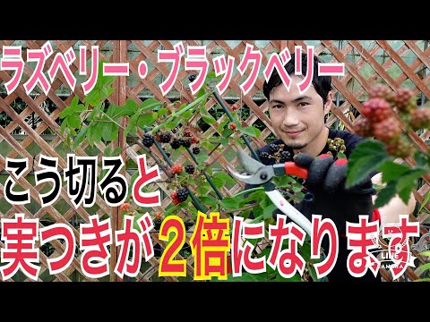 ブラックベリー