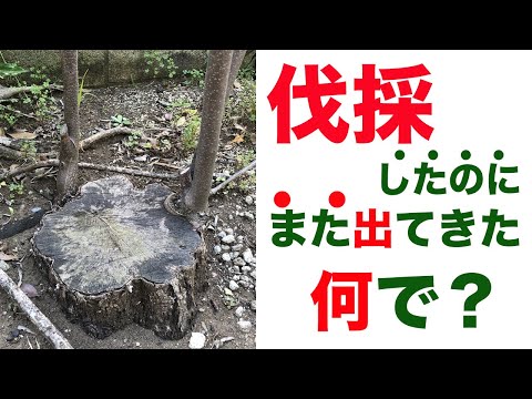 折れた木の枝を修復するにはどうすればよいですか?シンプルな解決策があります。  庭園