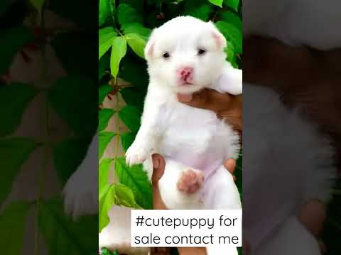 #dog #dogecoin #doglover #lowpricedog #punjabdog #doge