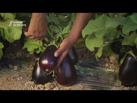 , title : 'Bakker Brothers - Hybrid Eggplant 'BB SEG 0883''