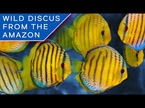 Selling WILD Fish from the Rainforest: From Discus to Giant Arapaima