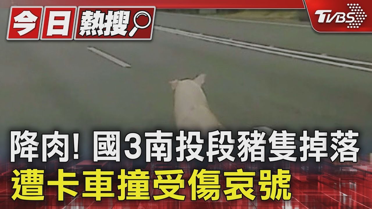 降肉! 國3南投段豬隻掉落遭卡車撞受傷哀號