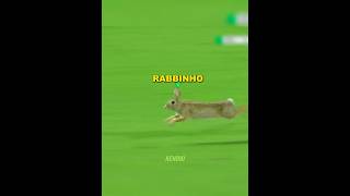 When Animals Play Football 🤯