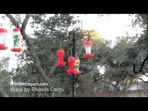 Hummingbirds, Rockport, Texas 2014 | Shared by Rhonda Cantu
