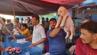 Galiff Street Pet Market Kolkata | dog market in kolkata | Dog Price | Gallif street kolkata | Dogs