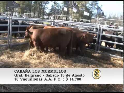 15-08-2015. Venta de Vaquillonas P.C. - Cabaña Los Murmullos - Gral. Belgrano.