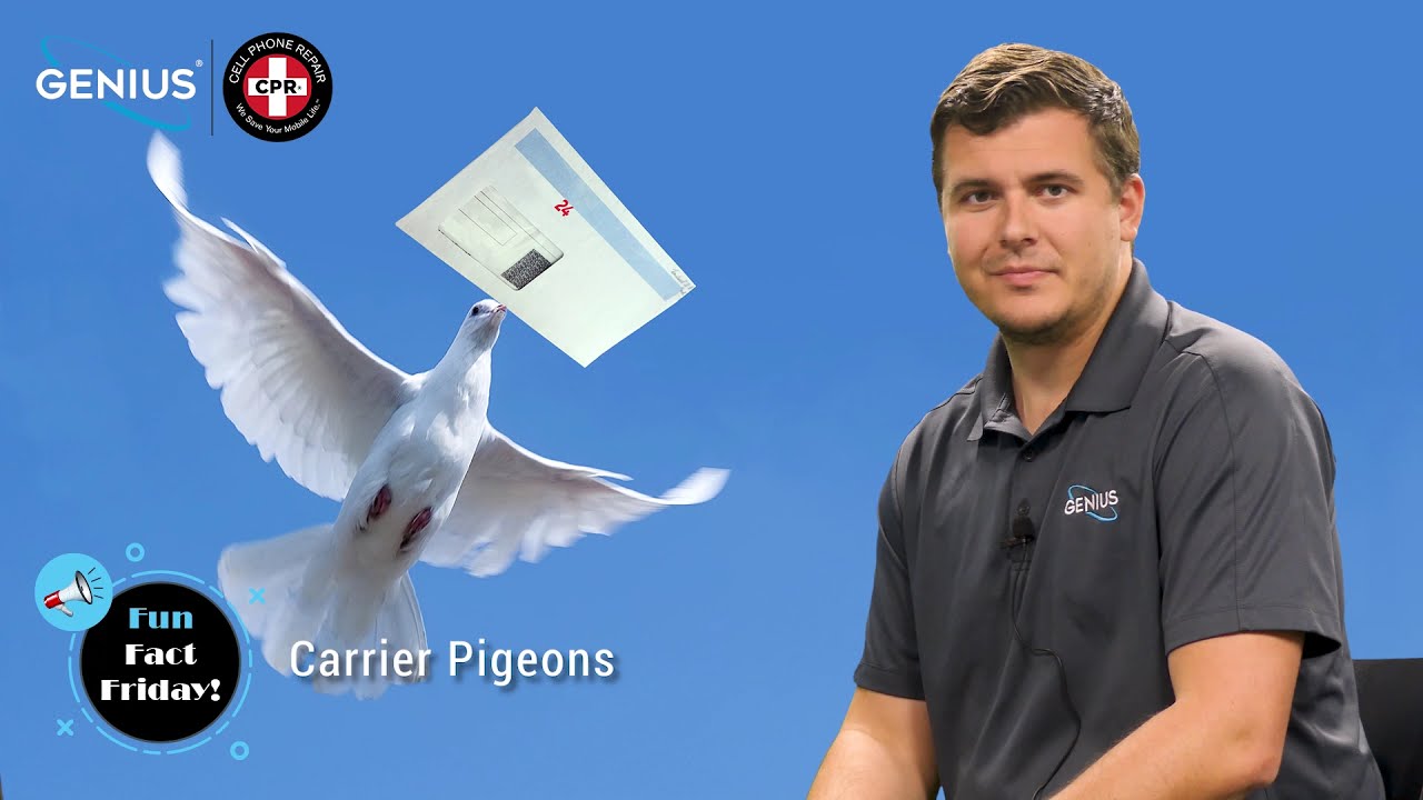Fun Fact Friday - Carrier Pigeons
