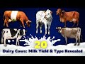 Top 20 Milk Producing Cattle Breeds Around The World