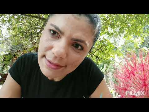 Como cultivar estrela do Natal. E outros detalhes sobre a planta.